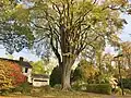 "The Grayson Elm" in Amherst, Massachusetts, in fall (2020)