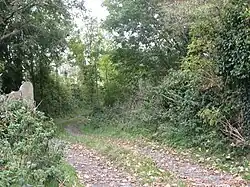 The Old Bog Road