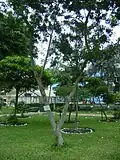Aucamolle tree