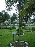Shica Shica palm