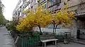 Street