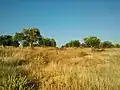 Shajarah -the area south of the town, in the summer