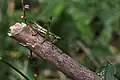 female