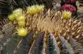 Flower and buds