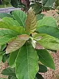 Aeneous-colored new leaves.