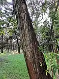 Bark