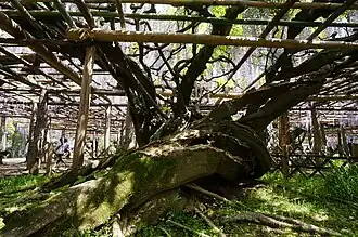 Ushijima-no-fuji&nbsp;[ja], a 1,200-year-old tree designated as a special natural monument&nbsp;[ja] by the Japanese government. The original tree of the cultivar 'Longissima Kyushaku'. Kasukabe, Saitama, Japan.