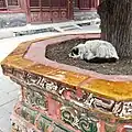 A white and black cat curled up at the base of a tree in a large tree pot