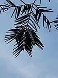 The buds/new branches at the front end of each branch are often three.