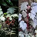 Leaves basal and cauline