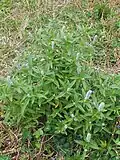 Growing in Shangri-La, Yunnan province, China
