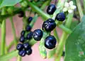 Malabar spinach fruits, Zhejiang, China
