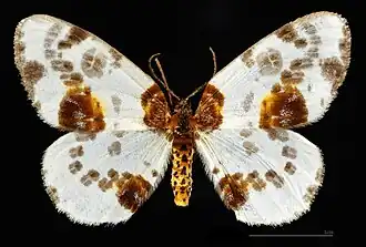 ♂