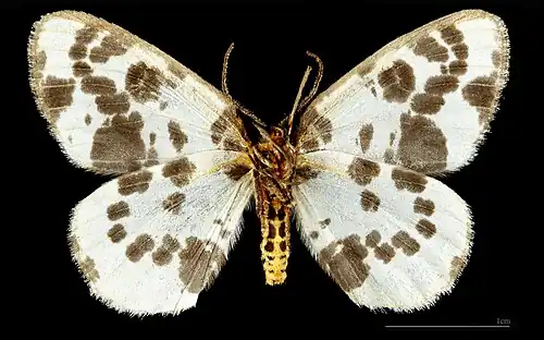 ♂ △