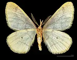♂ △