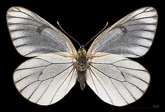 Aporia crataegi ♀