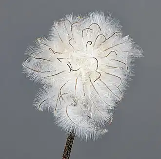 Mature fruit