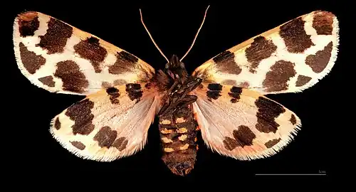 ♂ △