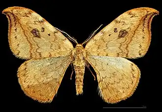 ♂