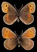 Erebia euryale ♂