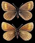 Erebia pharte♀