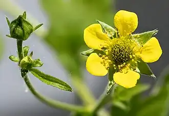 Buds and flower