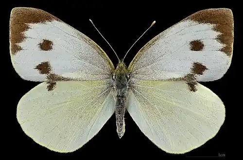 Pieris brassicae ♀