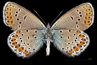 ♂ △