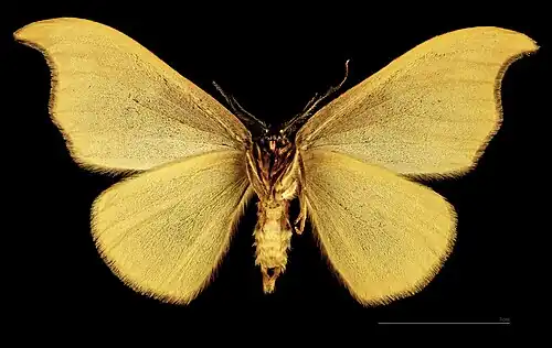 ♂ △