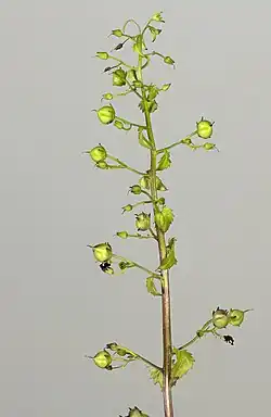 Infrutescence