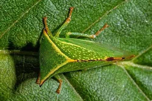 Dorsal view