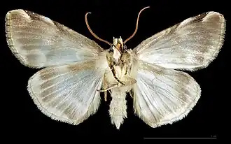 ♂ △