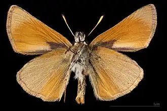 ♂ △