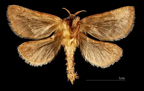 ♂ △