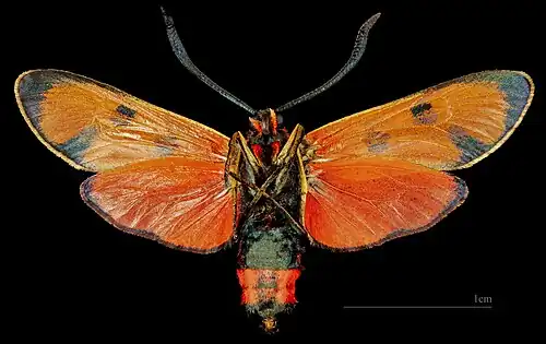 ♂ △