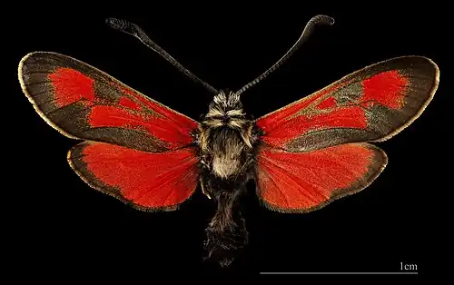 ♀