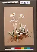 Olearia insignis