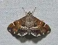 Hymenia perspectalis