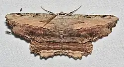 Lytrosis