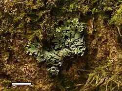 Menegazzia eperforata, on a tree in Mt. Bruce, New Zealand. Scale bar = 1&nbsp;cm.