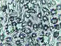 leaf print showing sunken stomata on underside of Ginkgo biloba leaf
