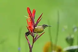 Female in Uganda