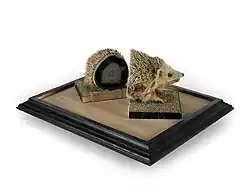 Hedgehog, 2012