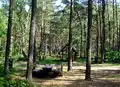 Forest - Puszcza Wkrzańska