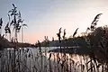 Pond.