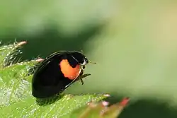 Adalia decempunctata var. bipustulata