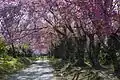 Cherry blossom flowers all over the area at Doi Inthanon National Park