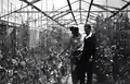 Tomato greenhouse in Ma'agalim, 1966