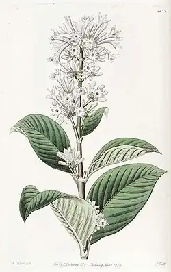 Spermadictyon suaveolens