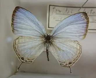 Dorsal view (male)